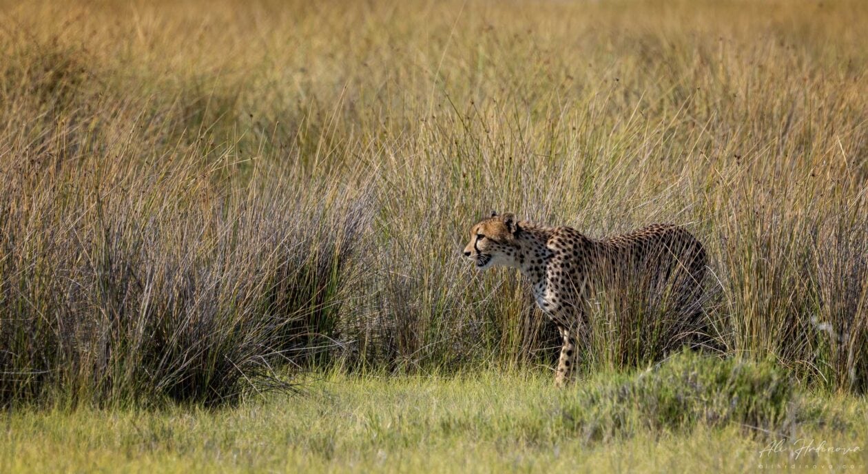 Gepard stojící v vysoké trávě, Národní park Etosha, Namibie