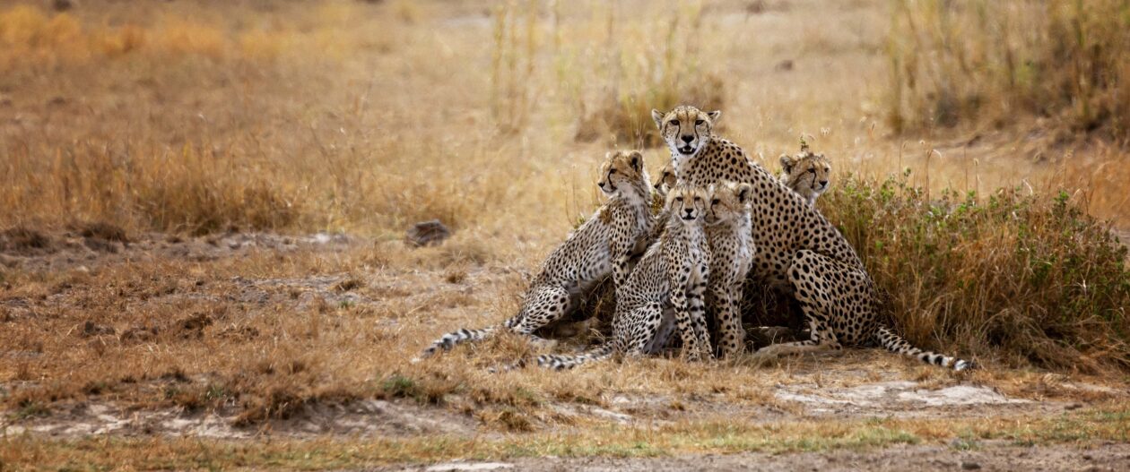 Gepardí samice s pěti kotaty v suché savaně, Amboseli, Keňa