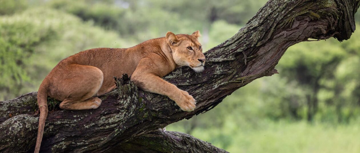 Lvice odpočívající na větvi stromu, Ndutu, Serengeti
