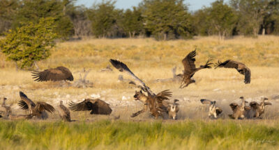 Hyena rozhání supy u kořisti, Etosha, Namibie