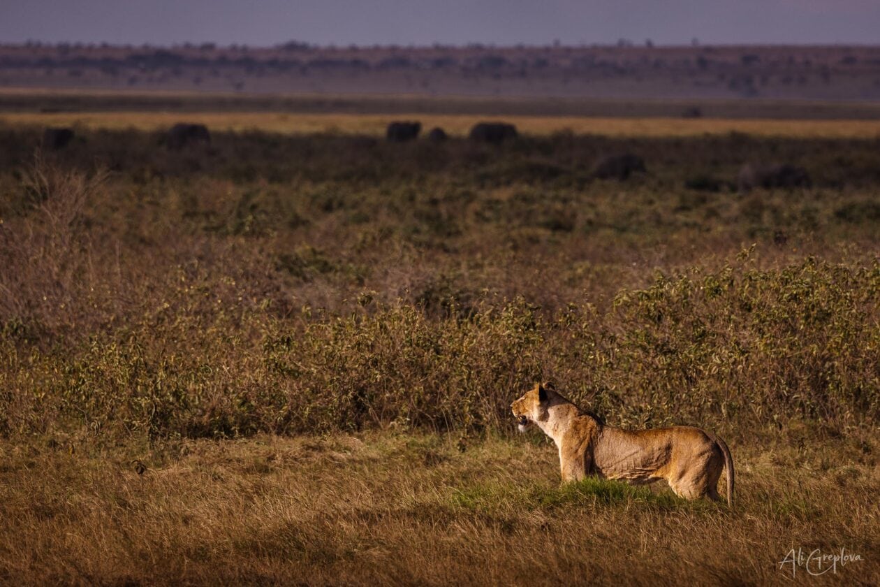 Lvice pozorující savanou při západu slunce, Národní park Amboseli, Keňa