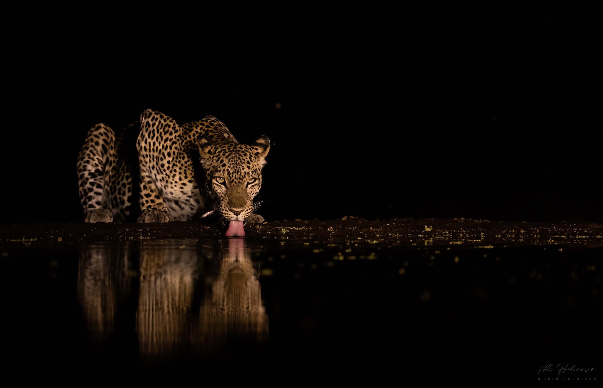 Leopard pijící vodu v noci s odrazem, Lentorre, Keňa