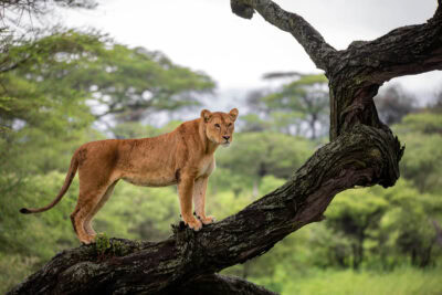 Lvice na kmeni stromu v zelené krajině, Ndutu, Serengeti, Tanzanie