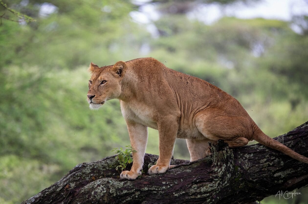 Lvice na větvi stromu, Ndutu, Serengeti, Tanzanie