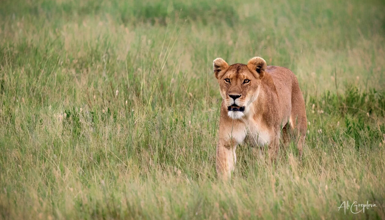 Lvice kráčející ve vysoké trávě, Serengeti, Tanzanie