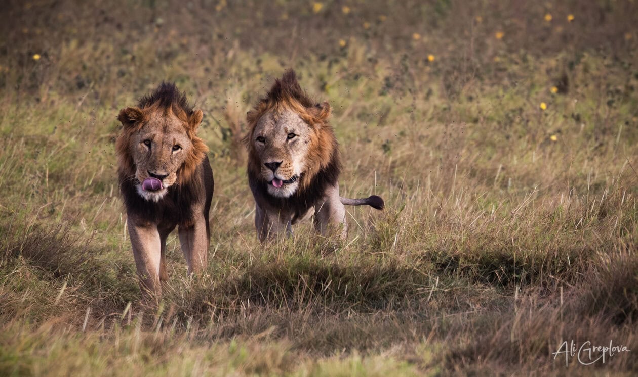 Dva samci lva v savaně, Amboseli, Keňa