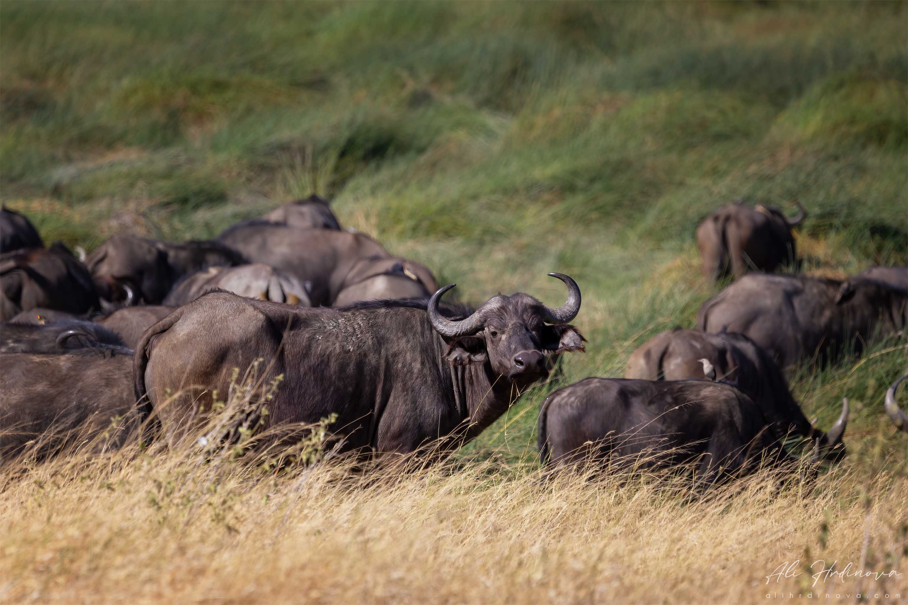 Stádo buvolů odpočívající v trávě, Serengeti, Tanzánie