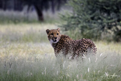 Gepard v trávě, Cheetah Conservation Fund, Namibie