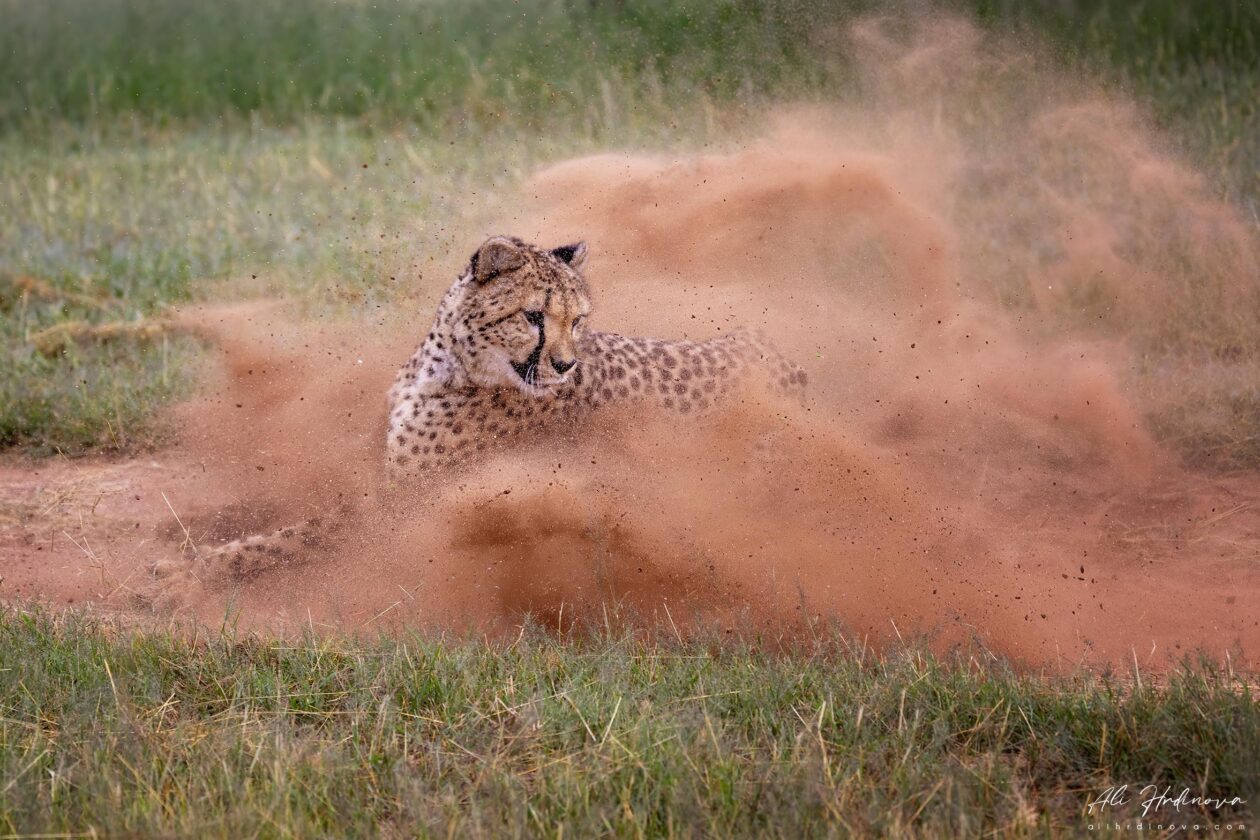 Gepard v oblaku prachu, Cheetah Conservation Fund, Namibie