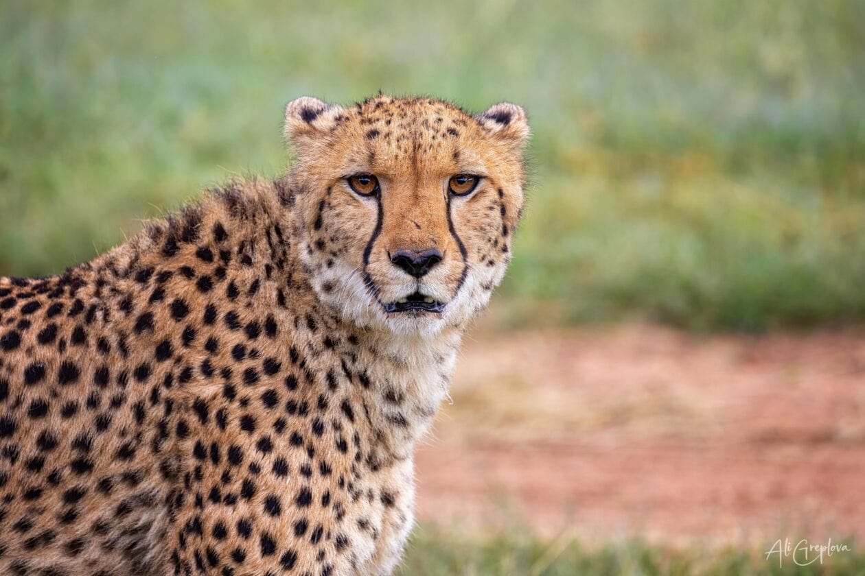 Portrét geparda, Cheetah Conservation Fund, Namibie