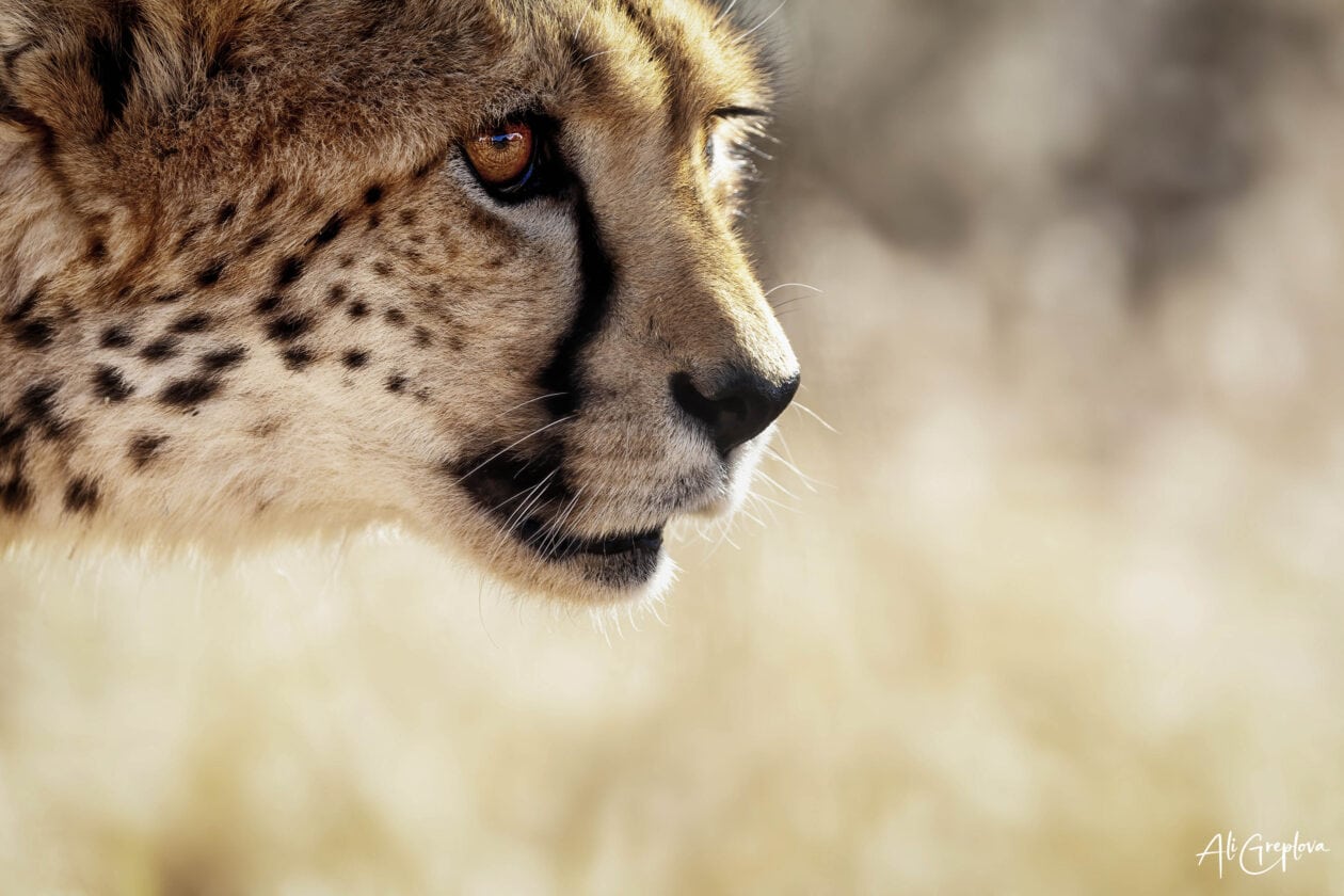 Gepard v detailním portrétu z profilu v teplém podvečerním světle, Naankuse Wildlife Sanctuary, Namibie