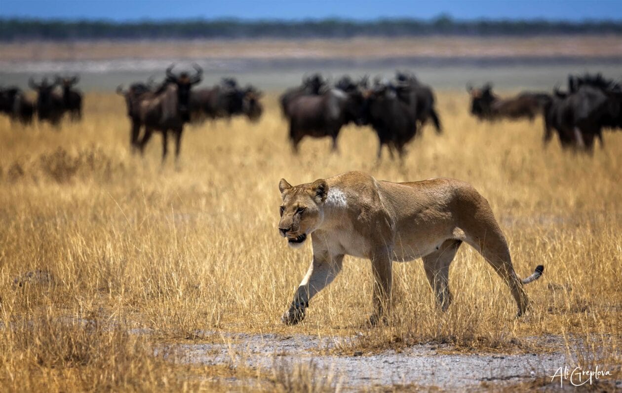 Lvice před stádem pako!nů, Etosha, Namibie
