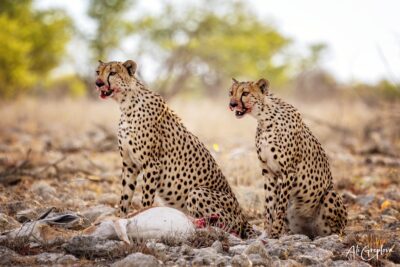 Dva gepardi u kořisti, Etosha, Namibie
