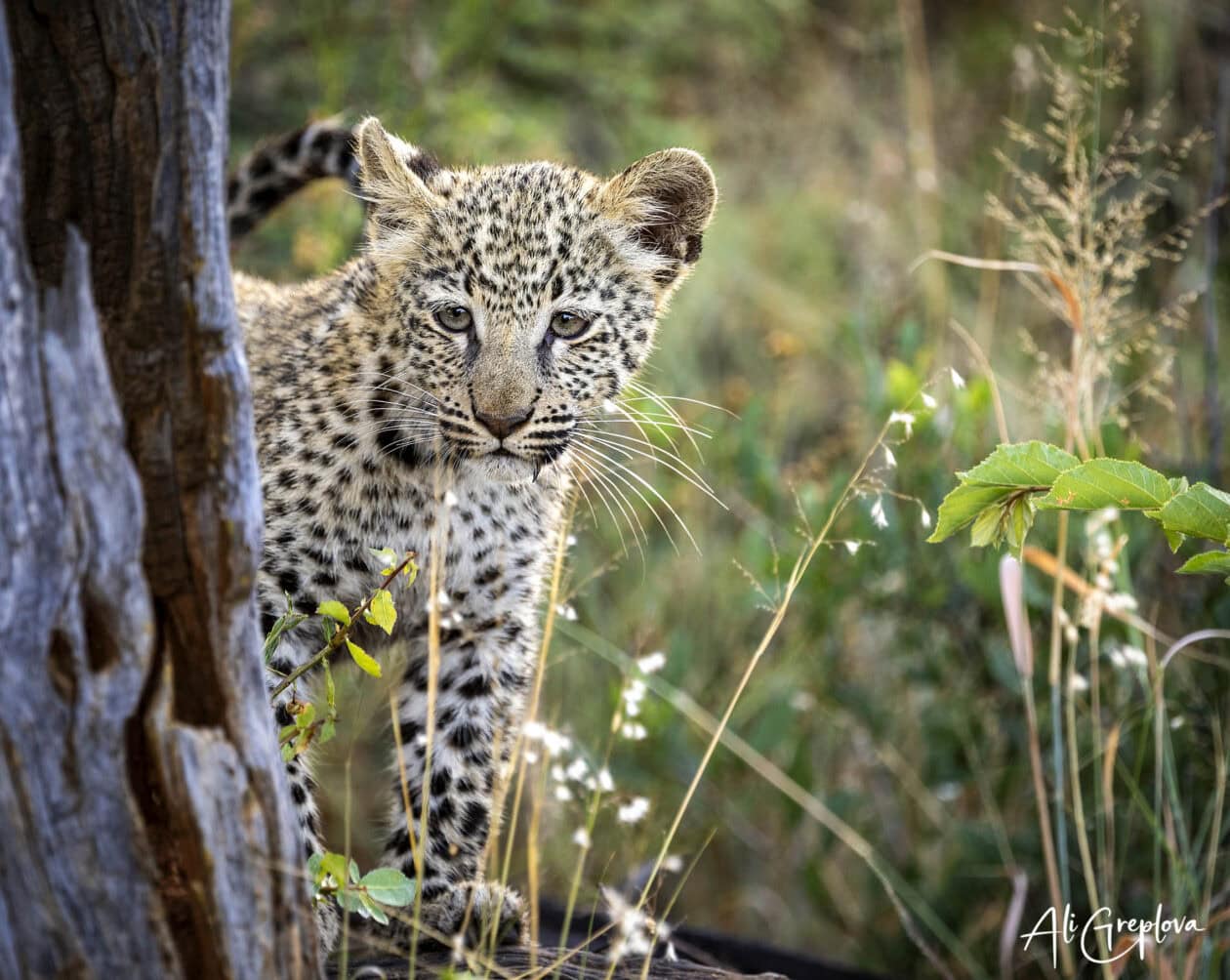 Mládě leoparda, potomek Khaleesi a Mawenziho, Okonjima, Namibie