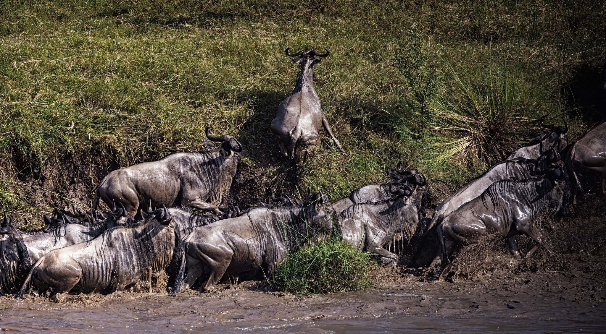 Stádo pakoňů vylézá z bahnitého břehu řeky Mara během Velké migrace, Kogatende, Serengeti, Tanzánie