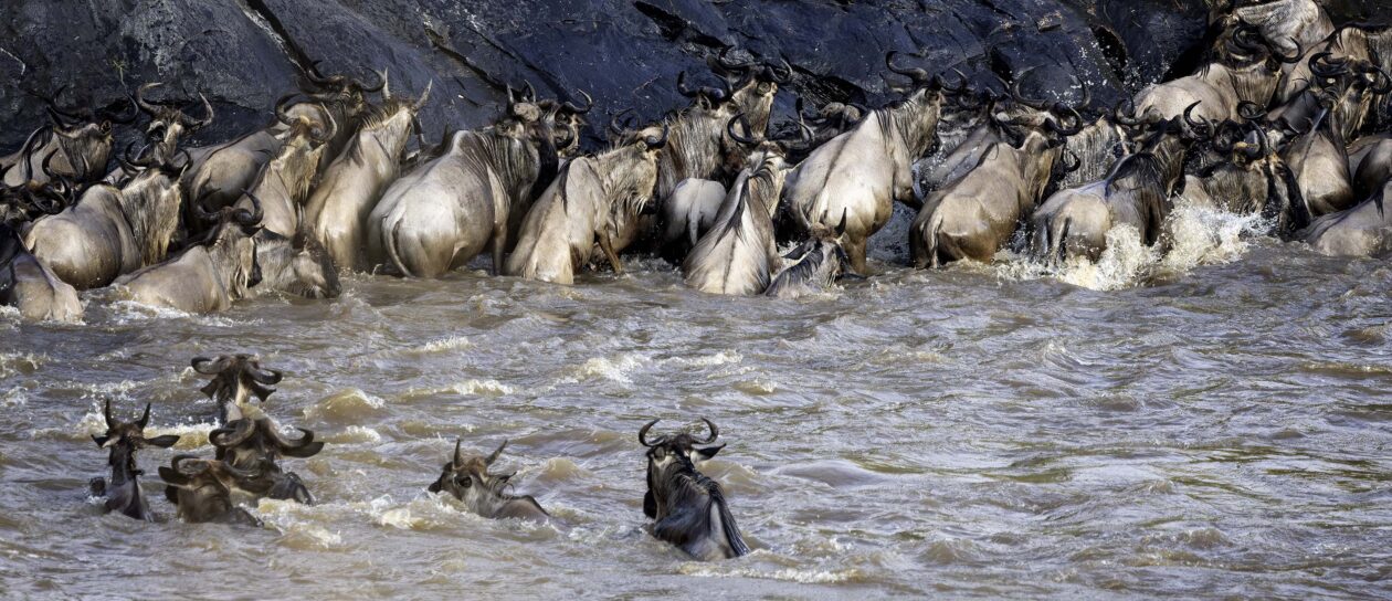Stádo pakoní brodících se řekou Mara u velké skály během Velké migrace, Kogatende, Serengeti, Tanzánie