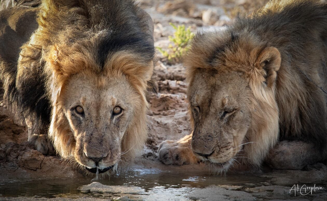 Samec lva pije z napajedla, přímý oční kontakt, Etosha National Park, Namibie