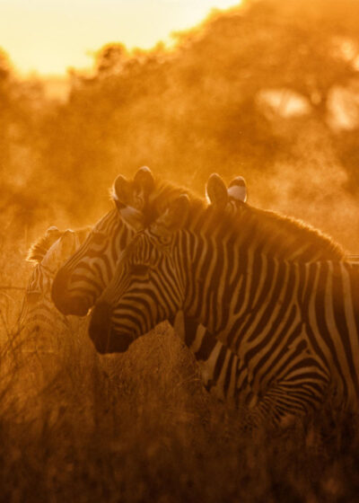 Zebry v prachu při východu slunce, Amboseli, Keňa