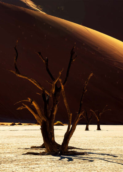 Mrtvé stromy v Deadvlei pod písečnou dunou, Sossusvlei, Namibie
