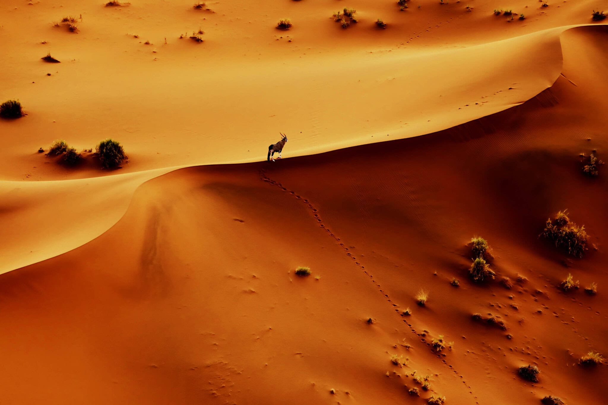 Osamělý oryx (gemsbok) kráčí po hřebeni namibijské duny, za ním stopy v písku — letecký záběr z vrtulníku, Namib, Namibie