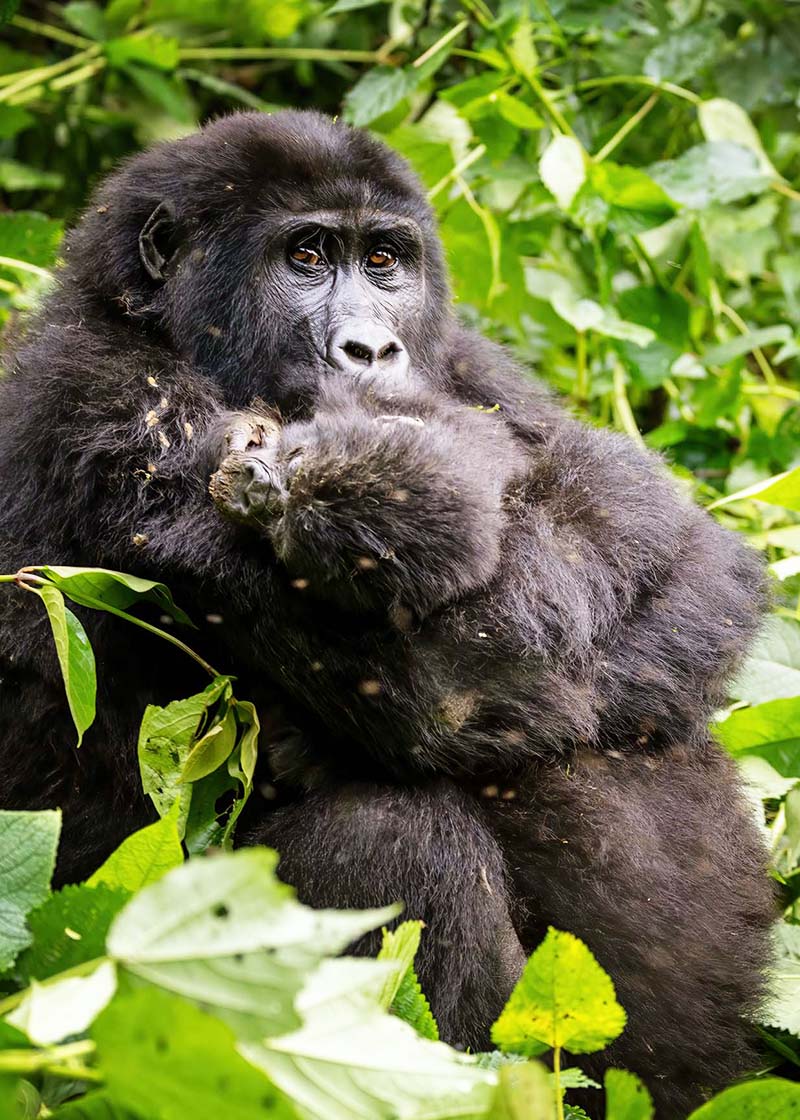 Horská gorila, Bwindi Impenetrable Forest, Uganda