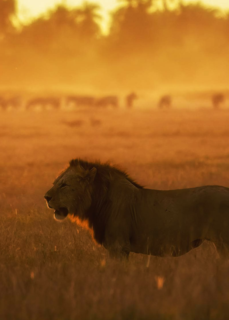 Silueta lva při západu slunce, Amboseli, Keňazlatém světle na savaně.