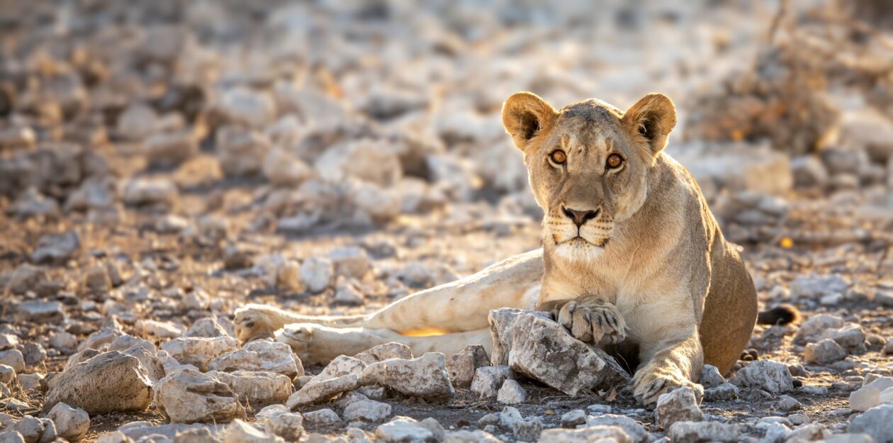 Lvice ve večerním světle, Etosha, Namibie