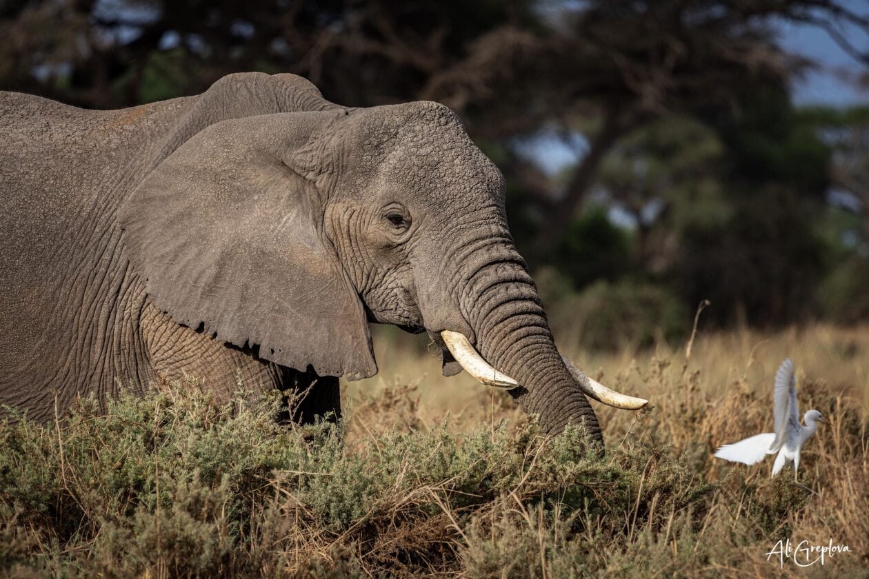 Slon africký s volavkou bílou v suchém terénu, Amboseli, Keňa