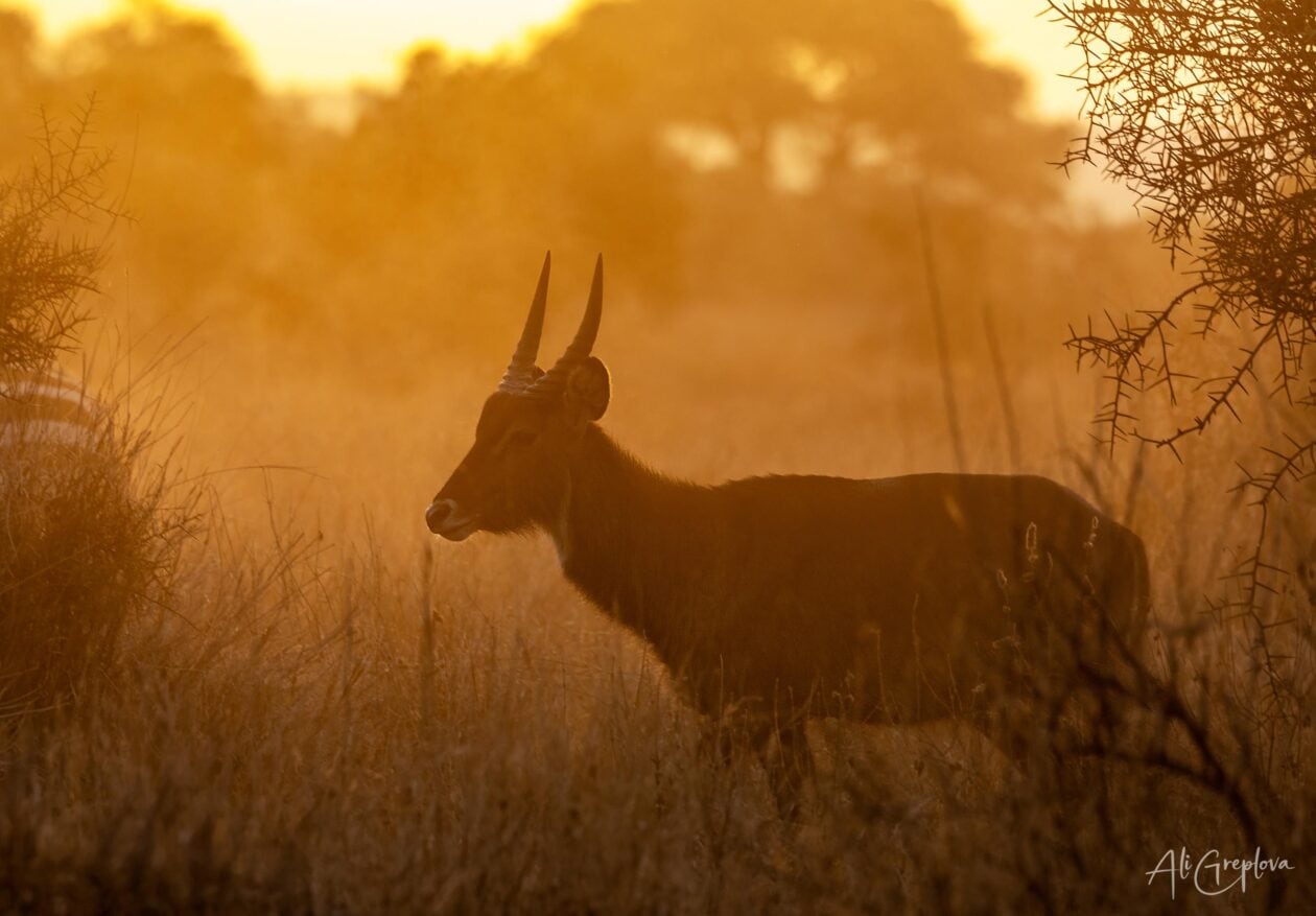 Voduška v zlatém ranním světle a oparu, Amboseli, Keňa