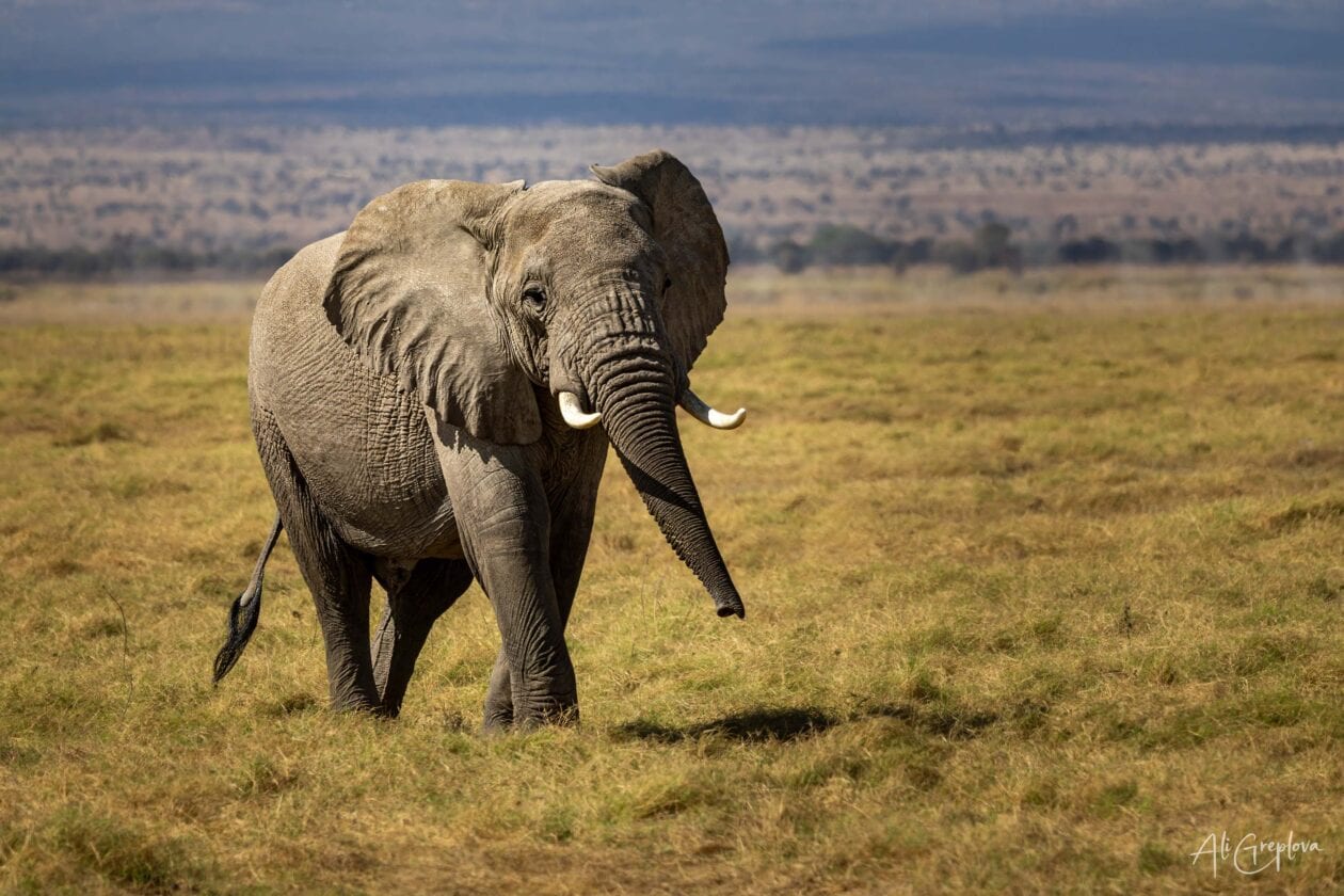 Slon africký kráčí otevřenou plání, Amboseli, Keňa