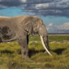Slon tusker Michael s dlouhými kly v trávě, národní park Amboseli, Keňa