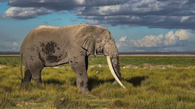 Slon tusker Michael s dlouhými kly v trávě, národní park Amboseli, Keňa